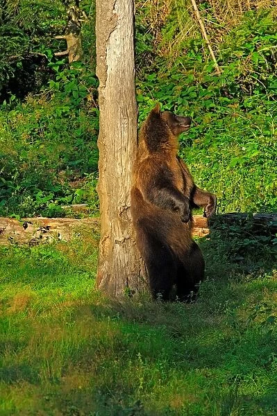 Brown Bear. Ursus Arctos