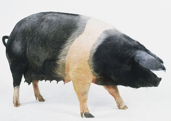 A female British Saddleback Pig (Sus domestica), a black and white pig, side view