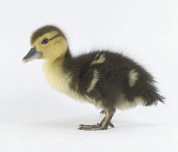 Fluffy black and yellow duckling