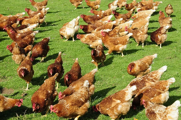 Free range chickens in field, close-up