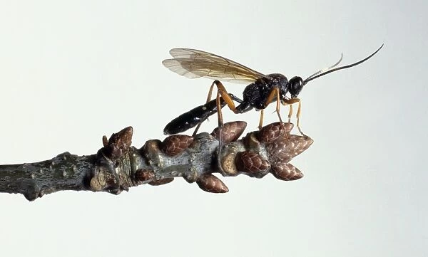 Ichneumon wasp perching on a plant bud