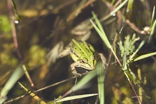 Lithuania, salantai, frog in pond