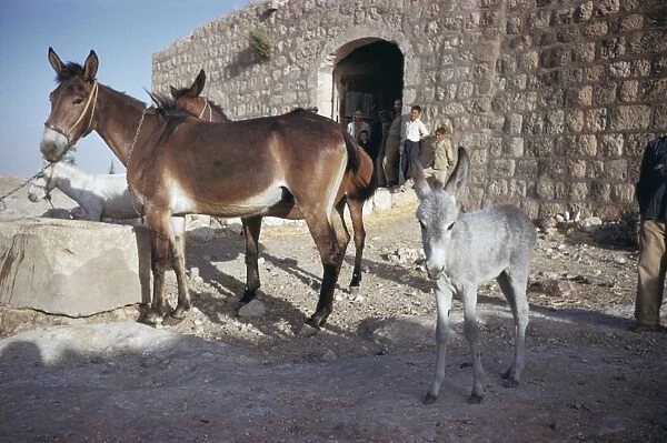 Mules and mule foal on a Bisharat farm, south of Amman, Jordan, local men standing in doorway of stone building in background