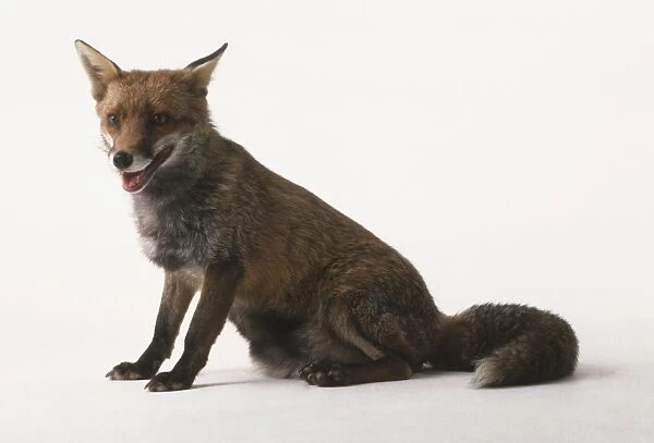 Red Fox (Vulpes vulpes) sitting up, side view