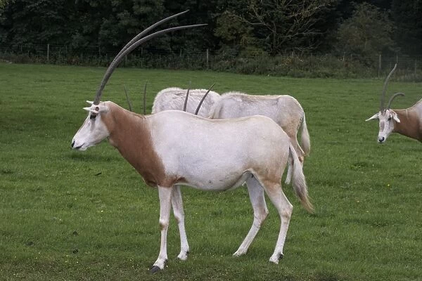Scimitar-horned oryx (Oryx dammah), group of animals in a field