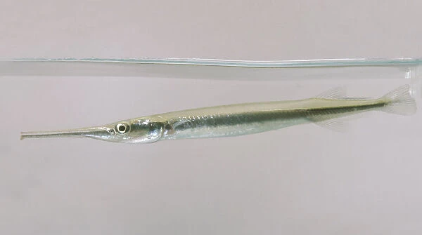 Silver needlefish (Xenentodon cancila) underwater, side view