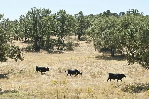 Spain, three black bulls in field