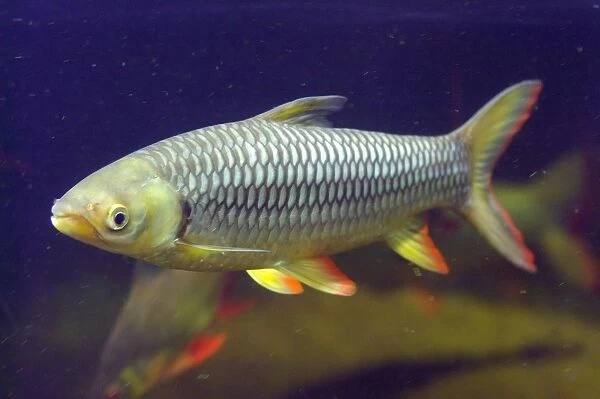 Sultan Fish. Leptobarbus Hoevenii. Zoo of Prague