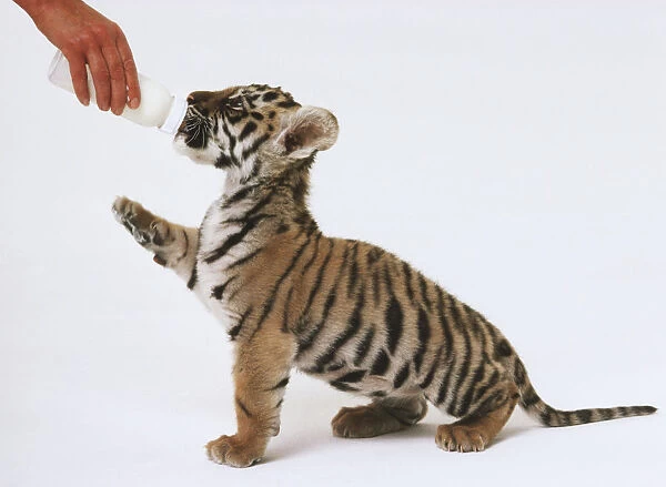 Tiger cub (Panthera tigris) being bottle-fed, side view