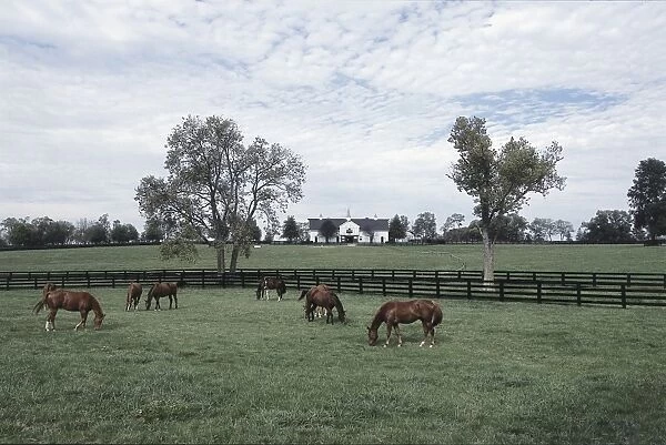 Usa, kentucky, thoroughbred race horses grazing in pastures near lexington