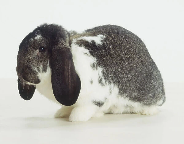White-grey French Lop Rabbit (Oryctolagus cuniculus), side view