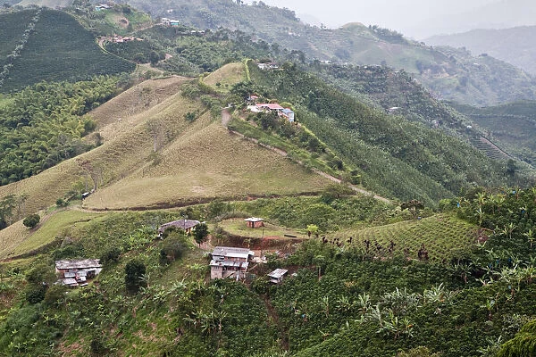 Coffee plantations in hilly landscape