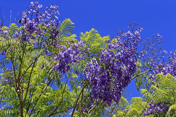 Jacaranda or Blue Jacaranda -Jacaranda mimosifolia-, flowering, blue flowers, Western Cape, South Africa
