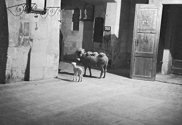 Ram And Lamb