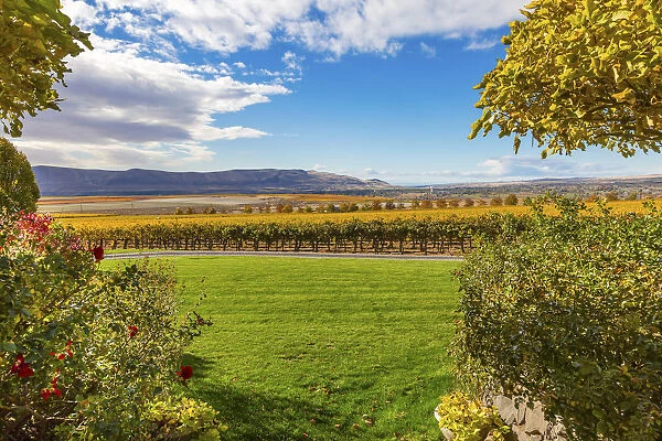 Scenic landscape with vineyards, Red Mountain, Benton City, Washington State, USA