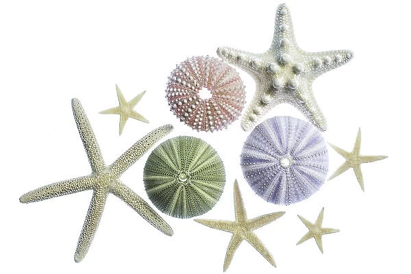 Sea urchins and starfish