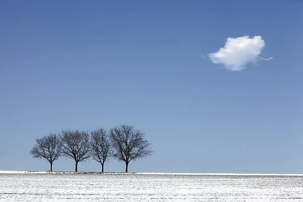 Four walnut trees in the winter with snow, Southern Palatinate, Rhineland-Palatinate, Germany, Europe