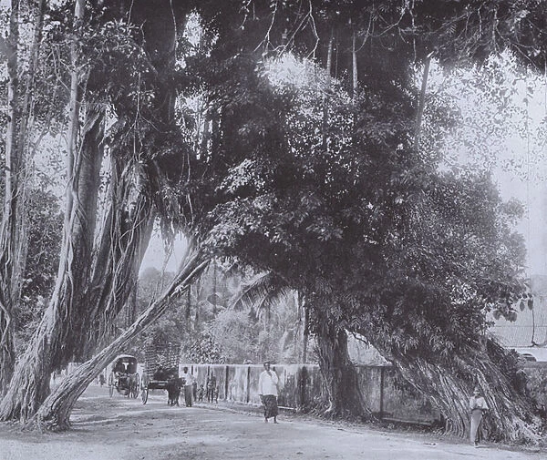 Banyan Tree at Kalutara, with Roots at each side of the Road (b  /  w photo)