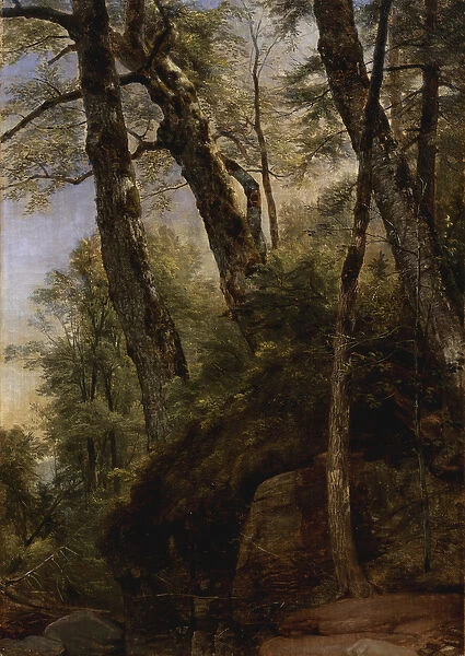 Black Birches, Catskill Mountains, 1860 (oil on canvas)