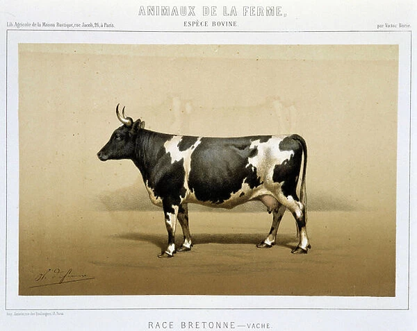 Breton cow