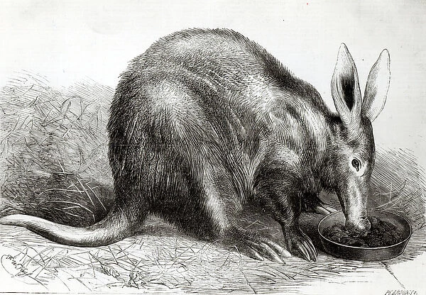 The Cape Ant-Eater at the Zoological Societys Gardens, Regents Park, from The