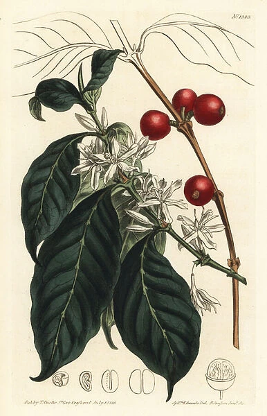 Coffee maker arabica - Coffee tree, Coffea arabica. Handcoloured copperplate engraving by F. Sansom Jr. after an illustration by Sydenham Edwards from William Curtis Botanical Magazine, T. Curtis, London, 1810