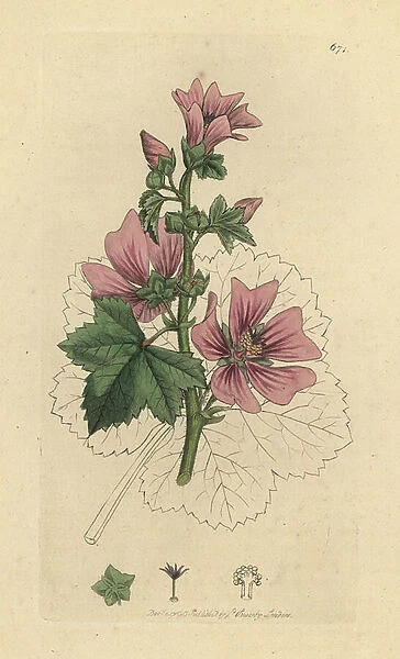 Common mallow, Malva sylvestris Handcoloured copperplate engraving after a drawing by James Sowerby for James Smith's English Botany, 1799