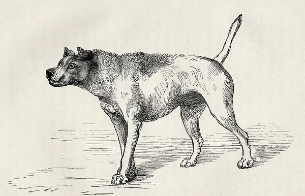 Dog approaching another dog with hostile intentions, from Charles Darwins The