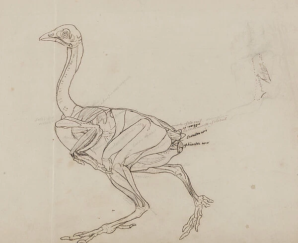 Dorking Hen Body, Lateral View, from A Comparative Anatomical Exposition of