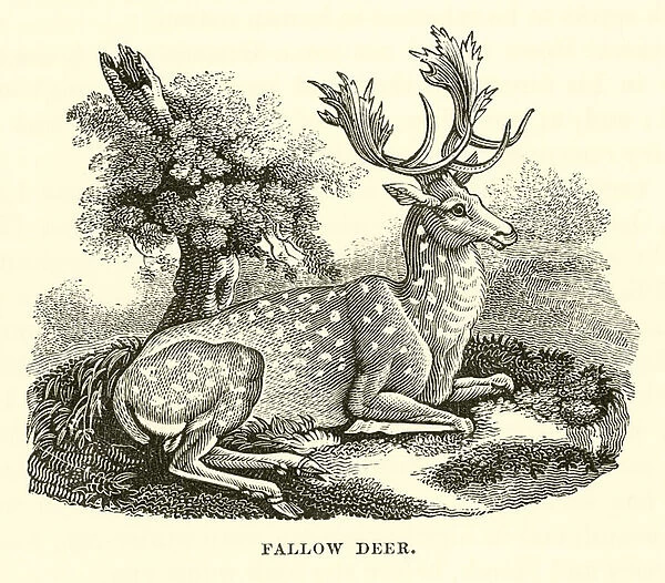 Fallow Deer (engraving)
