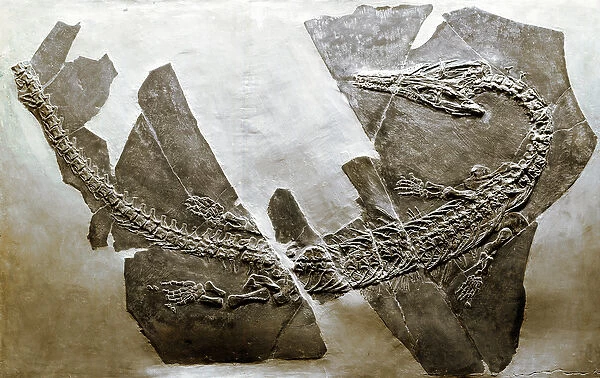 Fossil of the aquatic reptile Askeptosaurus italicus from Besano (Italy)