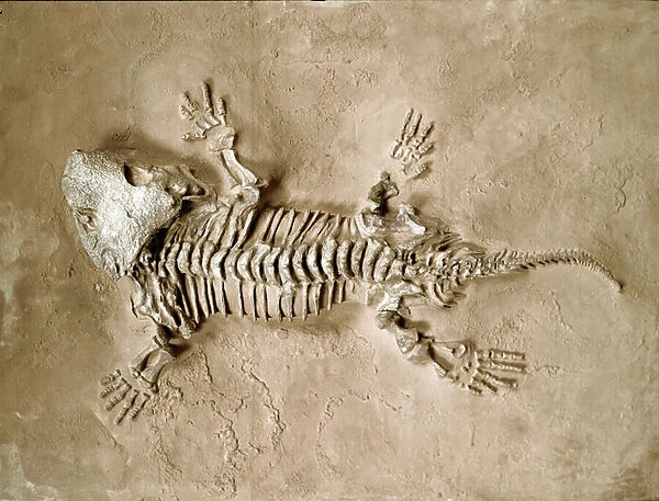 Fossil of Seymouria Bayolorensis amphibian reptile from Texas
