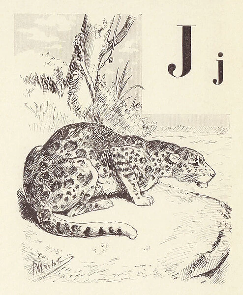 J for Jaguar, 1901 (illustration)