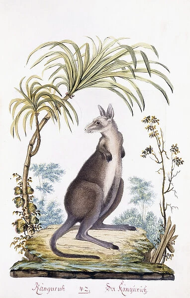Kangaroo, 1794 (hand-coloured engraving)