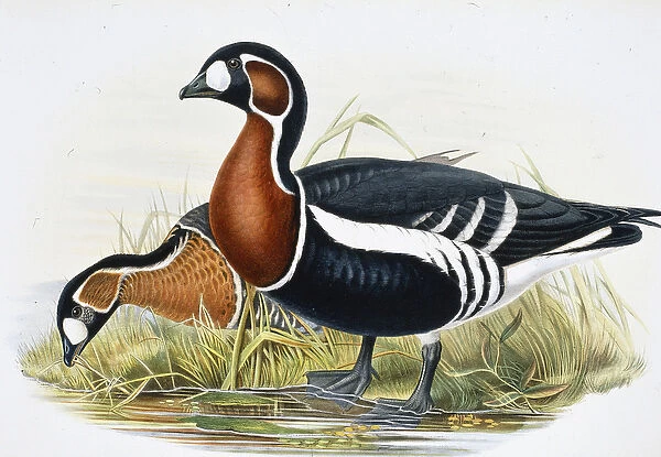 Red Breasted Goose (Bernicla Ruficollis (hand-coloured litho)