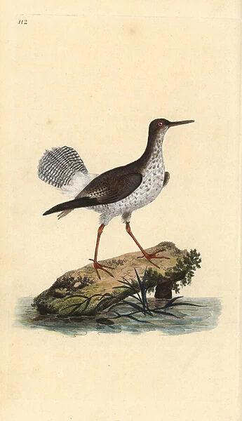 Red shank, Tringa totanus. Handcoloured copperplate drawn and engraved by Edward Donovan from his own 'Natural History of British Birds, 'London, 1794-1819