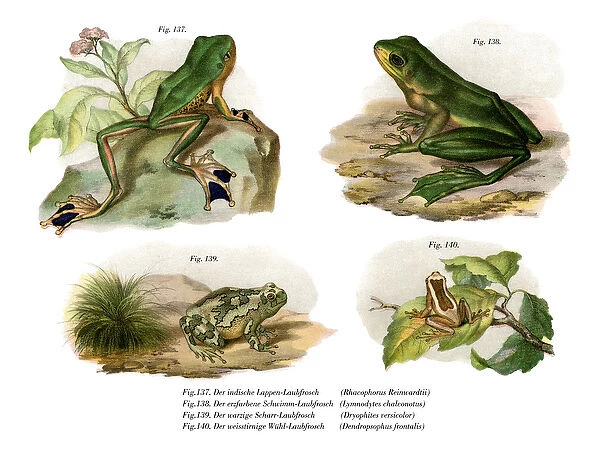 Reinwardts Flying Frog (colour litho)