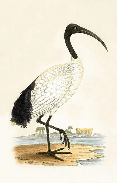 Sacred Ibis, illustration from A History of the Birds of Europe Not Observed in the British Isles by Charles Robert Bree (1811-86), published 1867 (colour litho)