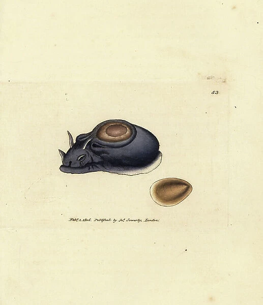 Sea slug or sea hare, Aplysia punctata (Aplysia hybrida). Handcoloured copperplate engraving by James Sowerby from The British Miscellany, or Coloured figures of new, rare, or little known animal subjects