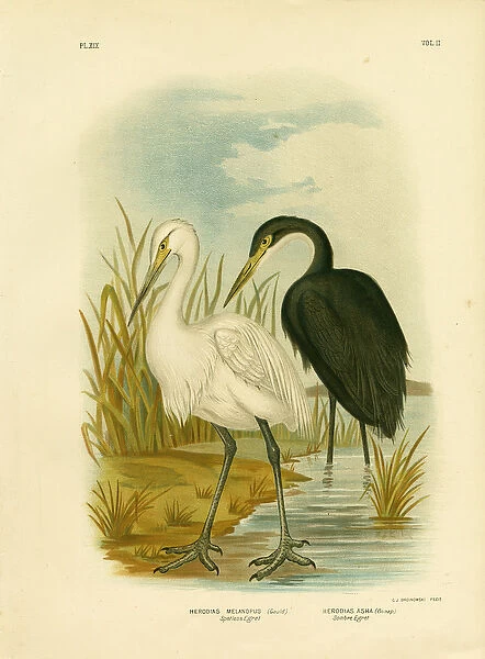 Spotless Egret Or Little Egret, 1891 (colour litho)