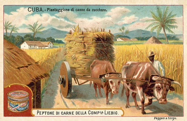 Sugar cane plantation, Cuba (chromolitho)