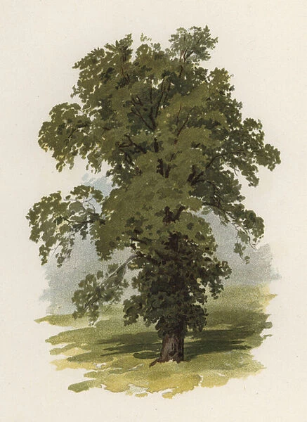 Trees: The Elm (colour litho)