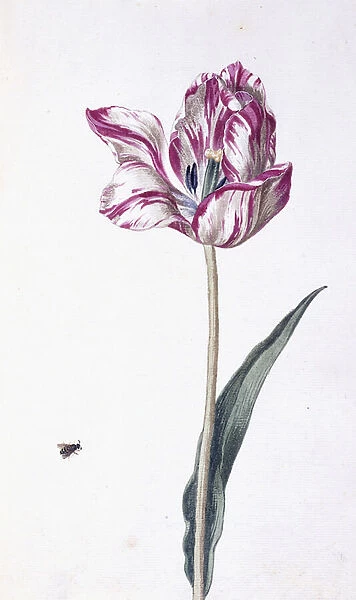 Tulip and bee, 18th century (watercolour drawing)