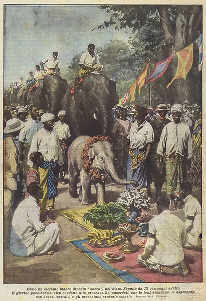 How a white elephant becomes sacred, in Siam (colour litho)