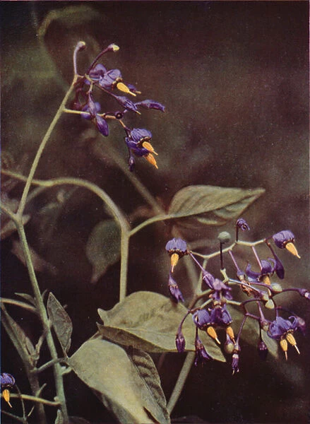 Wild flowers: Woody Nightshade (colour photo)