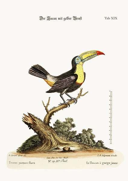 The Yellow-breated Toucan, 1749-73 (coloured engraving)