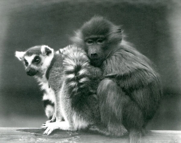 A young Baboon cuddles up to a Ring-tailed Lemur on a beam, London Zoo, 1925 (b  /  w photo)