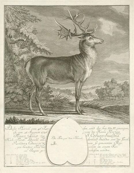 A deer, print maker: Johann Elias Ridinger