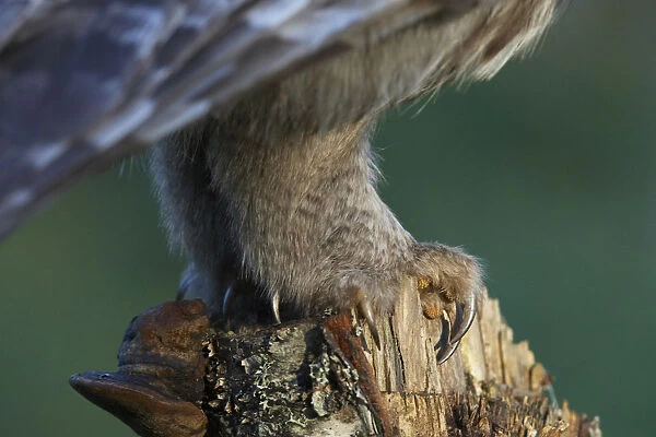 Great Grey Owl legs close-up, Strix nebulosa