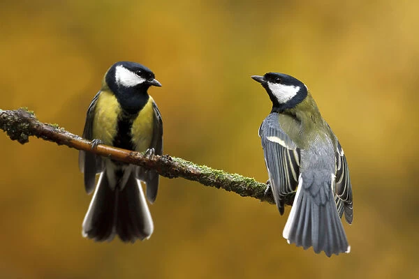 great tits mirror fight, Netherlands